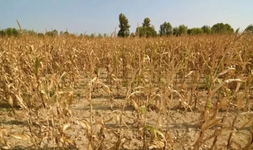 На більшій території Одещини спостерігається ґрунтова посуха