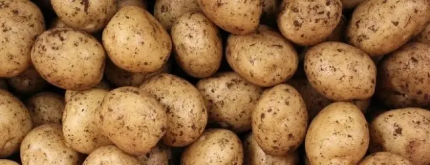 Як вибрати якісну насіннєву картоплю: поради досвідченого фермера
