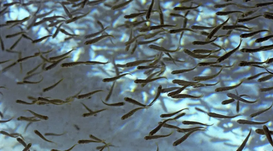 Держрибагентство з аукціонів на промисловий вилов залучило 15 млн грн на зариблення водойм