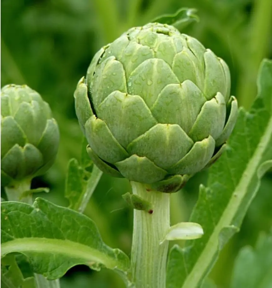 На Одещині набирає популярності вирощування артишоку