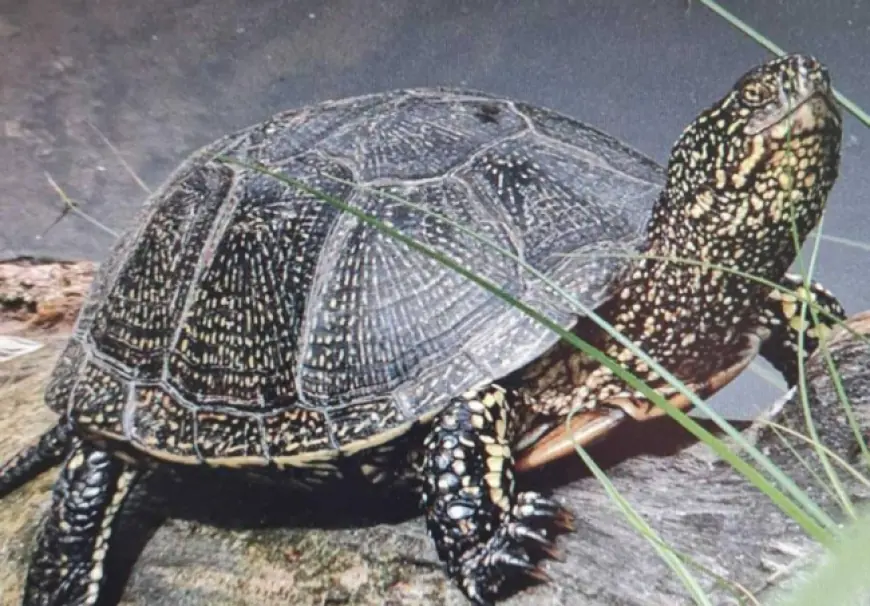 "Старіша" за динозаврів: на Одещині помітили рідкісну черепаху