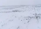 Сніг рятує врожай: чому морози працюють на аграріїв