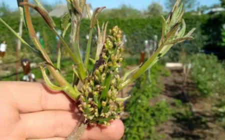 "Фисташковая арифметика" измаильского фермера Андрея Петкова