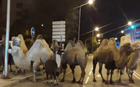 Восемь верблюдов и лама прогулялись по ночному Мадриду. Цирк, в котором они находятся, говорит о саботаже эко-радикалов