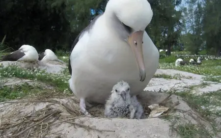 Самая старая птица мира вновь стала мамой: у нее вылупился птенец