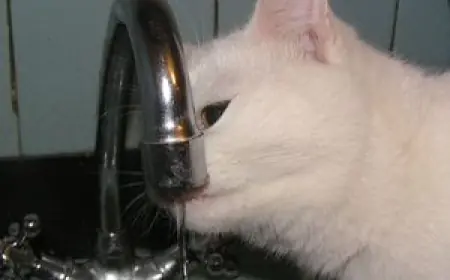 Про каждую кошку понемножку…