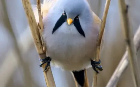 У "Тузлівських лиманах" помітили рідкісних вусатих птахів