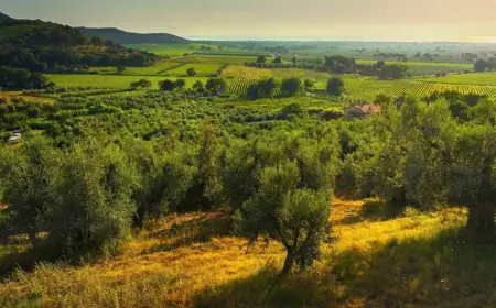 Грецький бізнес тестує вирощування "рідкого золота" в Україні