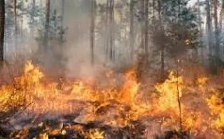 Австралію охопили масштабні пожежі