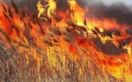 Велика пожежа в Дунайському біосферному заповіднику: вогонь знищив 645 гектарів території