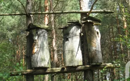 Бортники, медярі, або Хто "ходив коло бджіл", коли не було пасічників