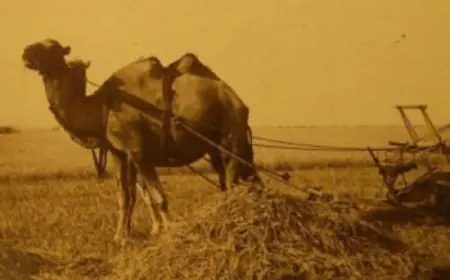 Асканія-Нова: 1828 року унікальний степ продали по 8 копійок за гектар
