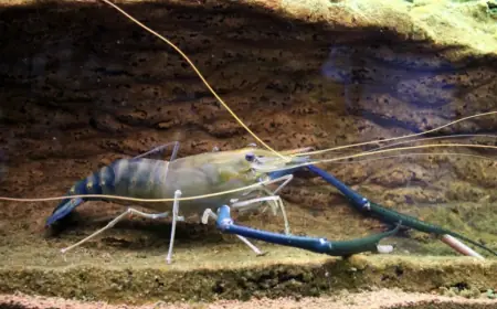 Як далекосхідна креветка оселилася в Дунаї та скільки вона коштуватиме