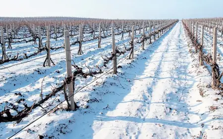 Різкі перепади температури загрожують майбутньому врожаю винограду Одещини