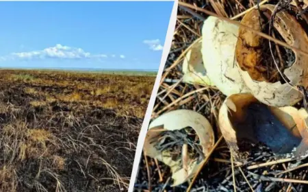 На Одещині "шахеди" перетворили частину заповідника на чорну пустелю, - еколог