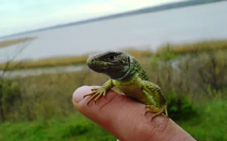 Озерний гігант