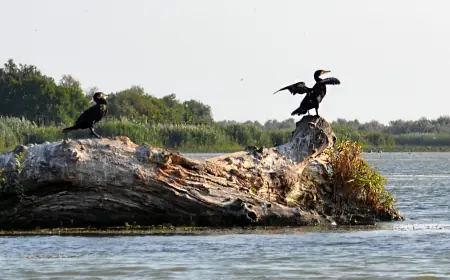 Крилата "візитка" Придунав'я: вишукані пернаті Дунайського біосферного заповідника