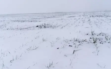 Сніг рятує врожай: чому морози працюють на аграріїв