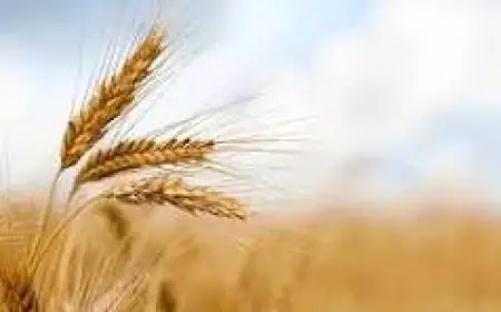 Форум аграріїв Одещини.