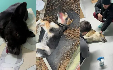 "Тварина помирає в пекельних муках": в Ізмаїлі масово труять безпритульних собак