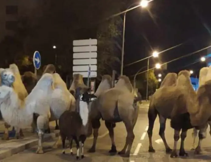 Восемь верблюдов и лама прогулялись по ночному Мадриду. Цирк, в котором они находятся, говорит о саботаже эко-радикалов