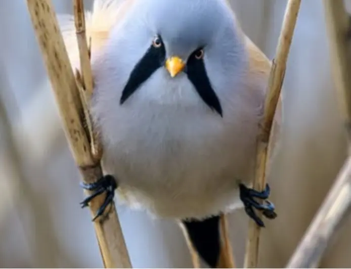 У "Тузлівських лиманах" помітили рідкісних вусатих птахів