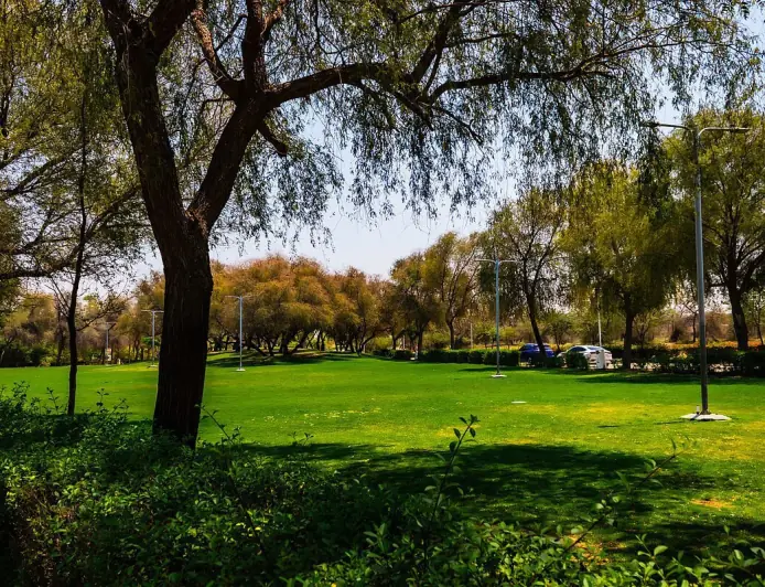 Посадка дерев