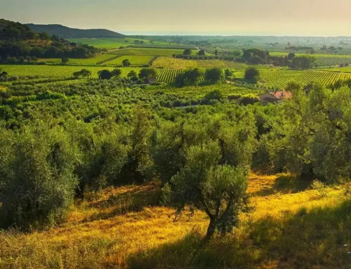 Грецький бізнес тестує вирощування "рідкого золота" в Україні