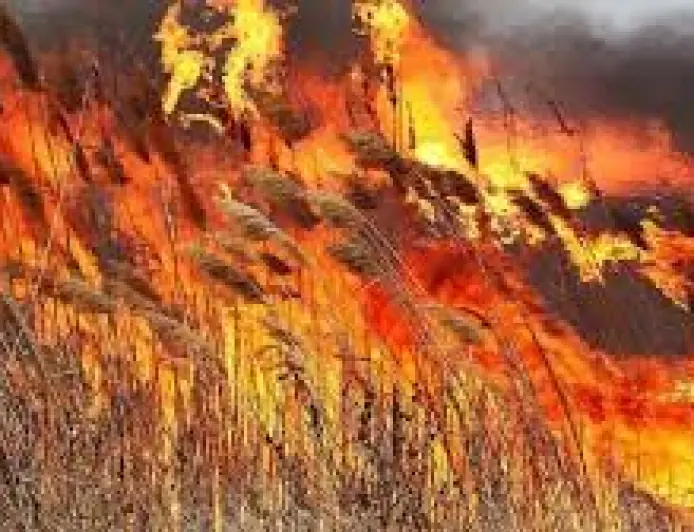 Велика пожежа в Дунайському біосферному заповіднику: вогонь знищив 645 гектарів території