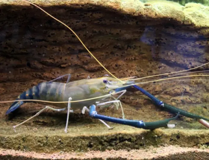 Як далекосхідна креветка оселилася в Дунаї та скільки вона коштуватиме