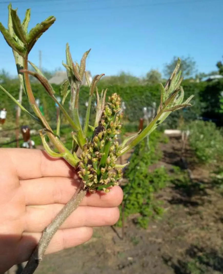 "Фисташковая арифметика" измаильского фермера Андрея Петкова