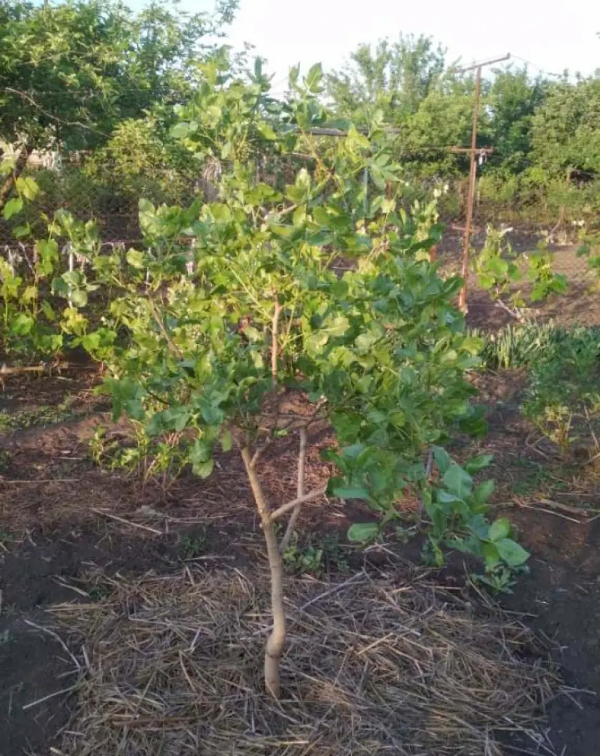 "Фисташковая арифметика" измаильского фермера Андрея Петкова