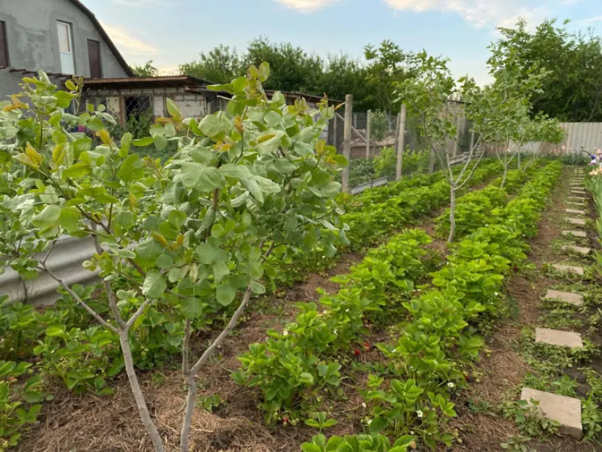 "Фисташковая арифметика" измаильского фермера Андрея Петкова