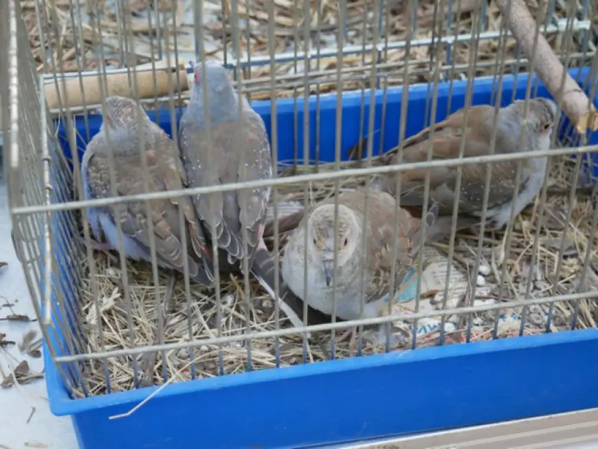 Домашние пернатые и с ними красавицы-нутрии: все в гости были к нам!