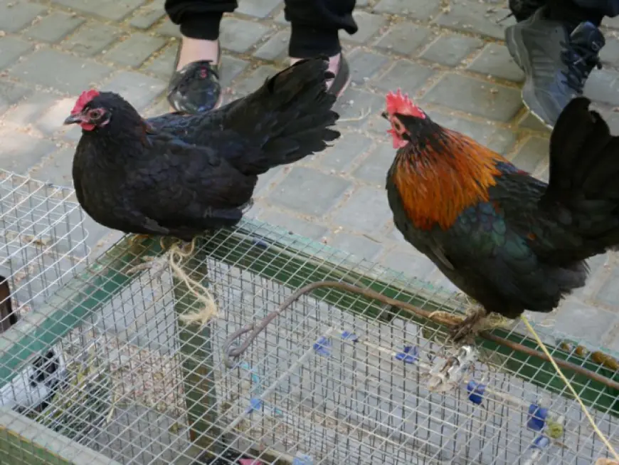 Домашние пернатые и с ними красавицы-нутрии: все в гости были к нам!