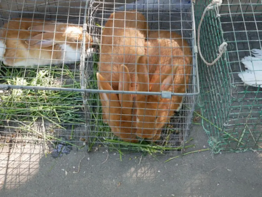 Домашние пернатые и с ними красавицы-нутрии: все в гости были к нам!