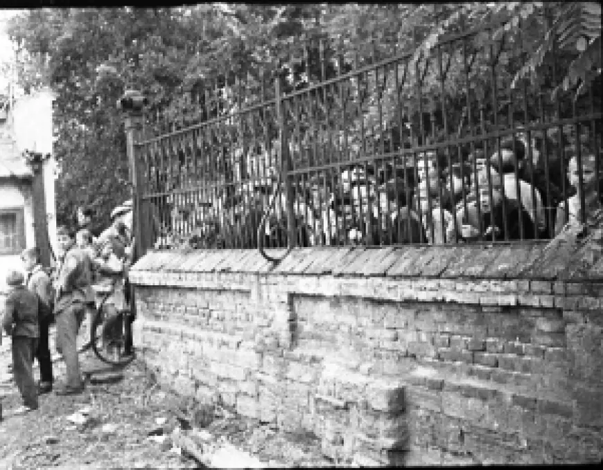 Тайна чёрно-белой фотоплёнки