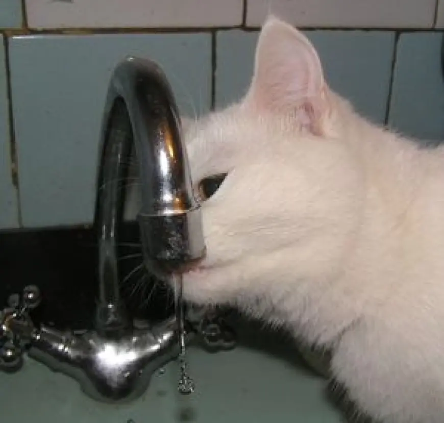 Про каждую кошку понемножку…