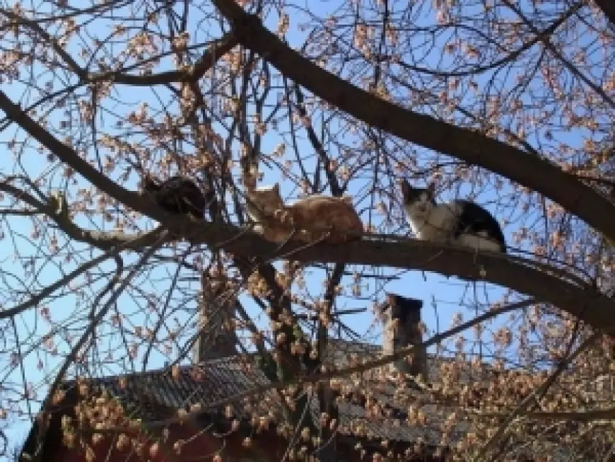 Про каждую кошку понемножку…