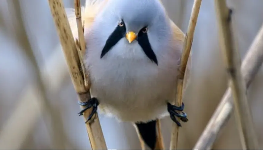 У "Тузлівських лиманах" помітили рідкісних вусатих птахів