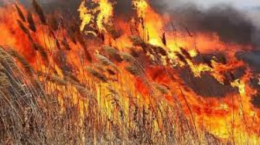 Велика пожежа в Дунайському біосферному заповіднику: вогонь знищив 645 гектарів території