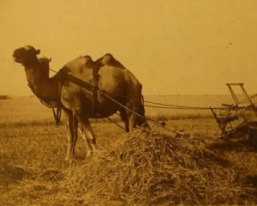 Асканія-Нова: 1828 року унікальний степ продали по 8 копійок за гектар