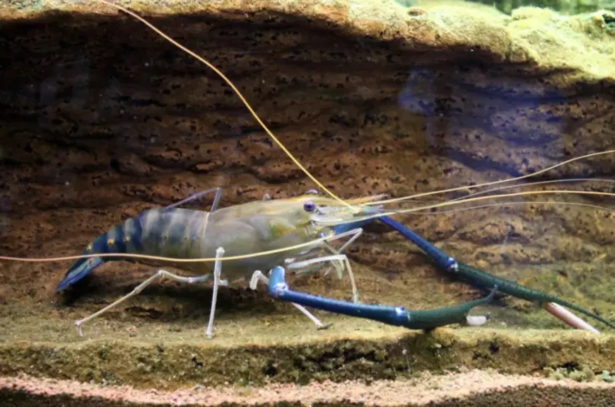 Як далекосхідна креветка оселилася в Дунаї та скільки вона коштуватиме