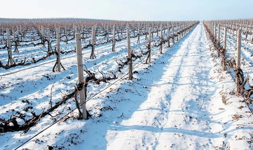 Різкі перепади температури загрожують майбутньому врожаю винограду Одещини