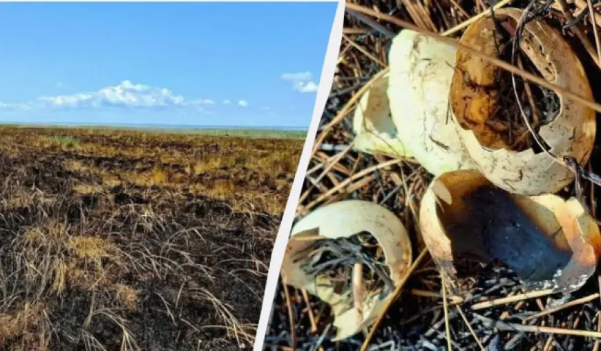 На Одещині "шахеди" перетворили частину заповідника на чорну пустелю, - еколог