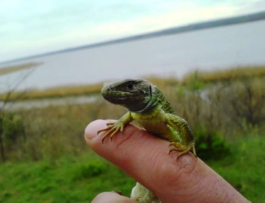 Озерний гігант