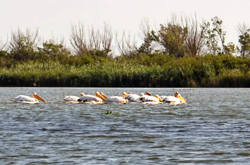 Крилата "візитка" Придунав'я: вишукані пернаті Дунайського біосферного заповідника