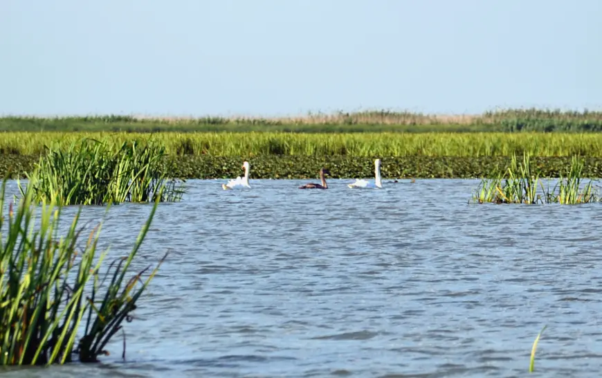 Крилата "візитка" Придунав'я: вишукані пернаті Дунайського біосферного заповідника