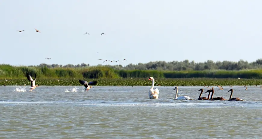 Крилата "візитка" Придунав'я: вишукані пернаті Дунайського біосферного заповідника