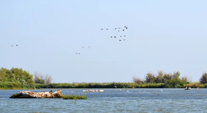 Крилата "візитка" Придунав'я: вишукані пернаті Дунайського біосферного заповідника